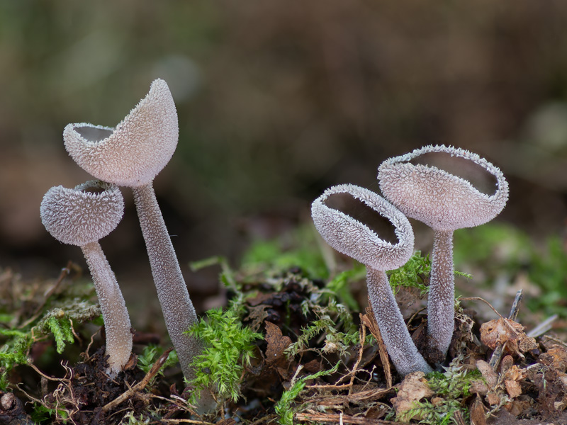 Helvella macropus